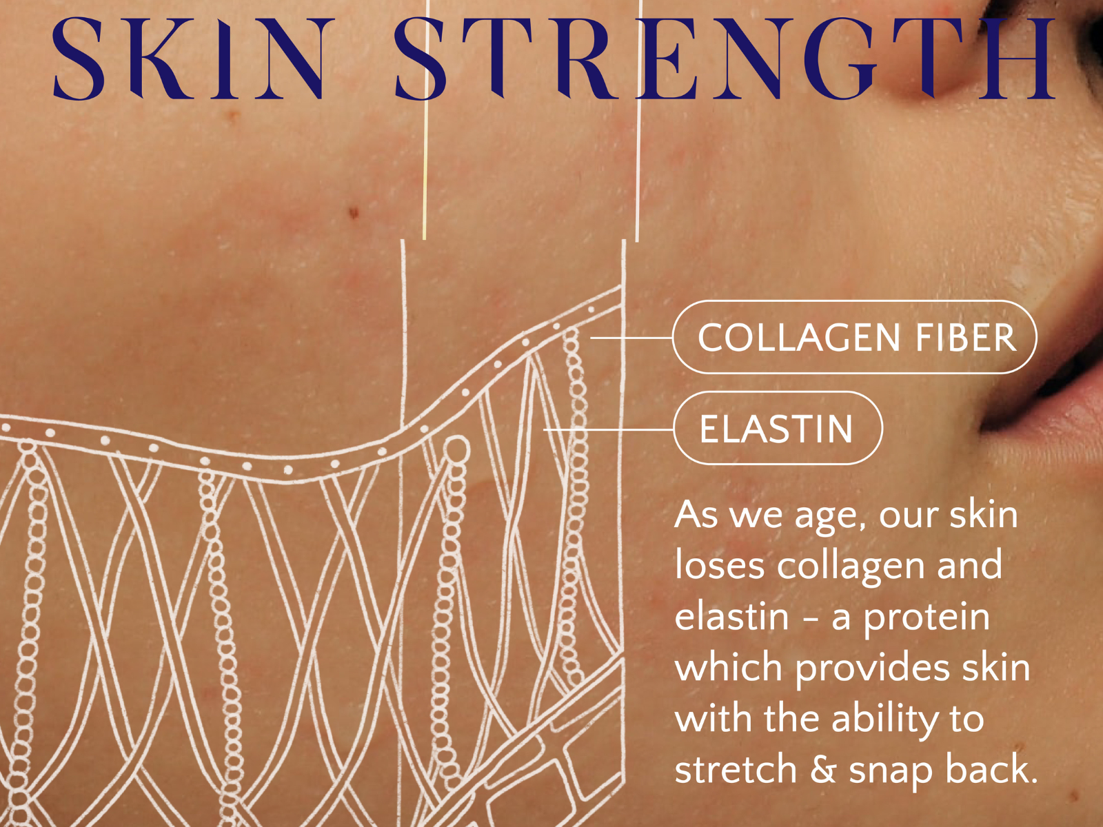 Learn about skin strength collagen and elastin