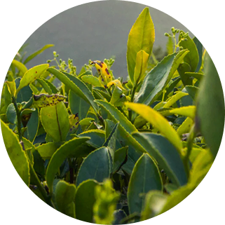 Makaibari Silver Tips Imperial Tea leaves